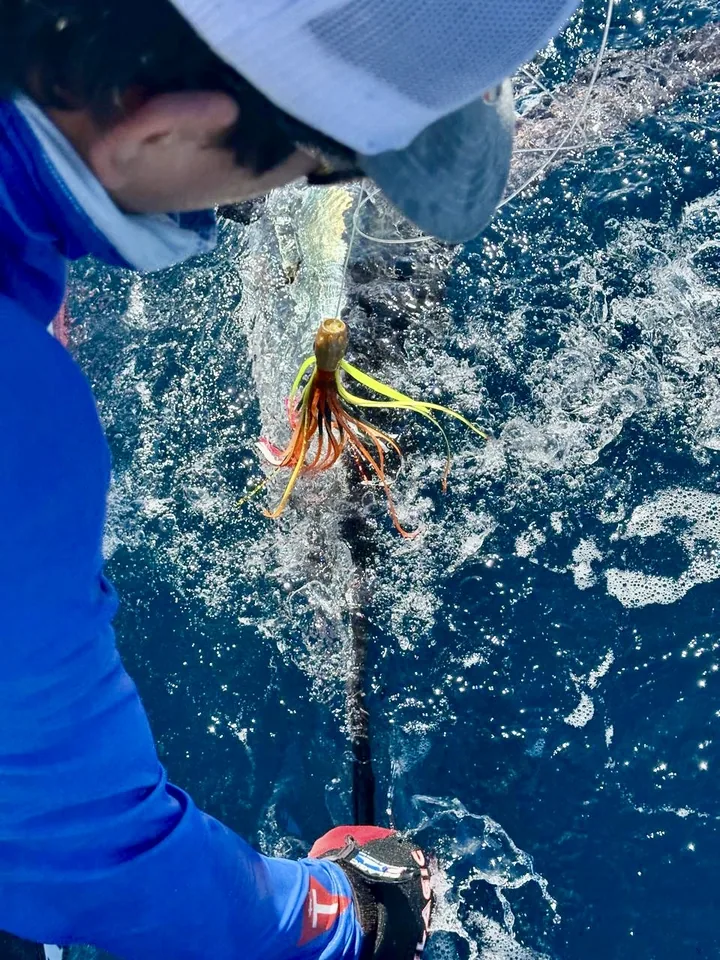 Cabo San Lucas sportfishing with Tag Cabo Sportfishing