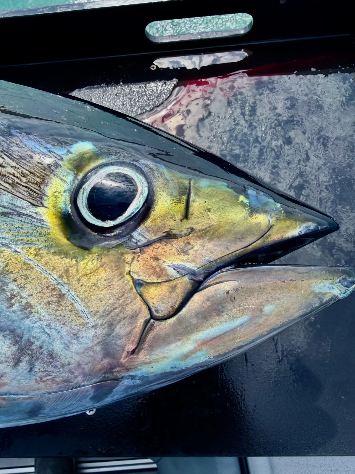 Cabo San Lucas sportfishing with Tag Cabo Sportfishing