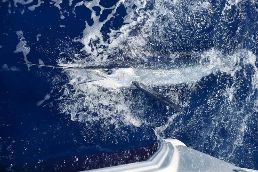 Planning On Fishing For Stripped Marlins? Things You Need To Know First