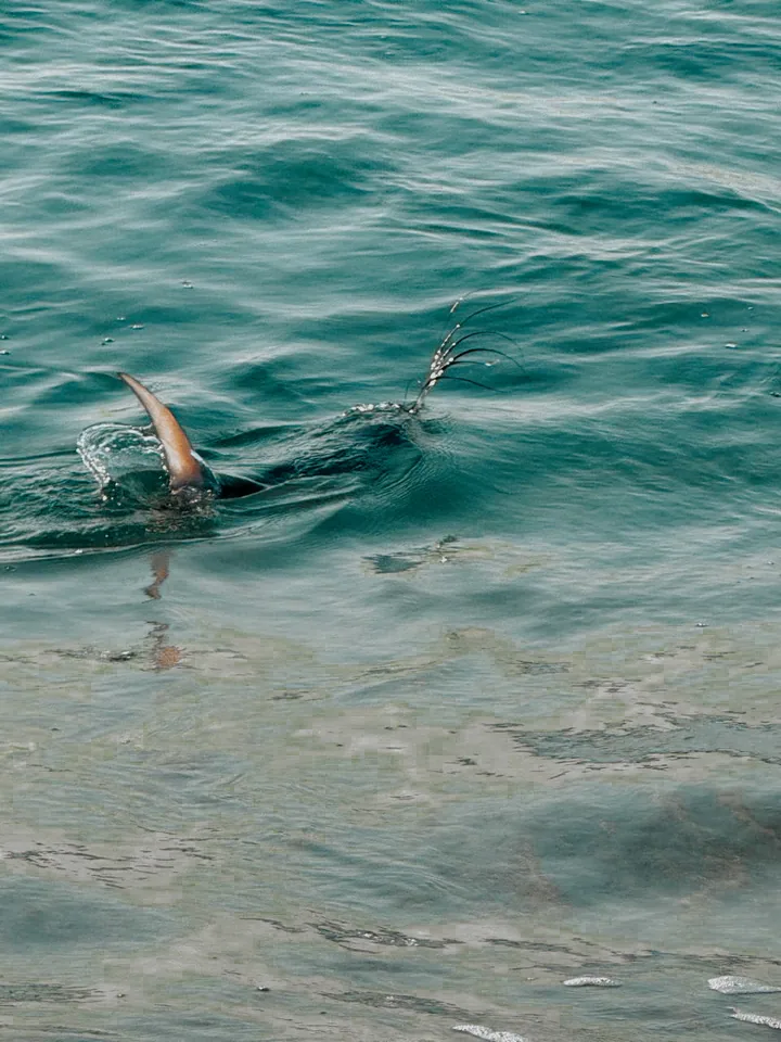 Cabo San Lucas sportfishing with Tag Cabo Sportfishing