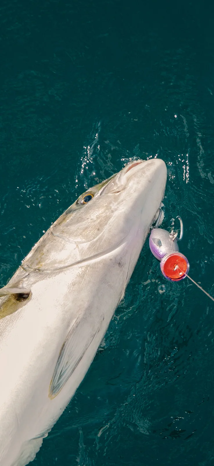 Cabo San Lucas sportfishing with Tag Cabo Sportfishing