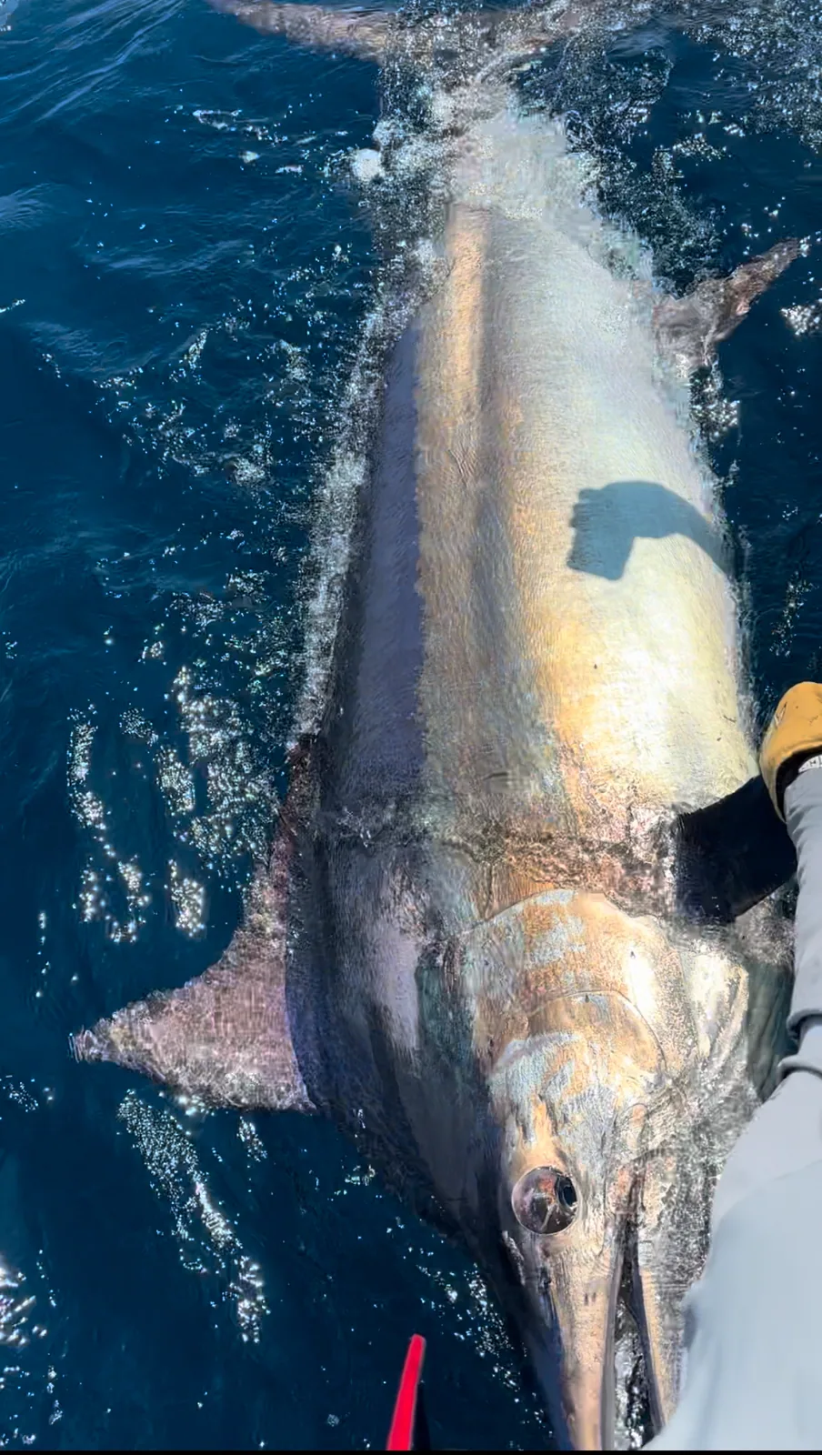 Cabo San Lucas sportfishing with Tag Cabo Sportfishing