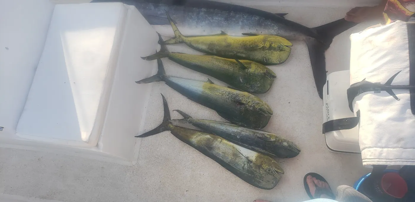 Catch photo shared by Tyler Huculak on their Tag Cabo Sportfishing review