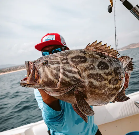 Broomtail Grouper fishing in Cabo San Lucas.