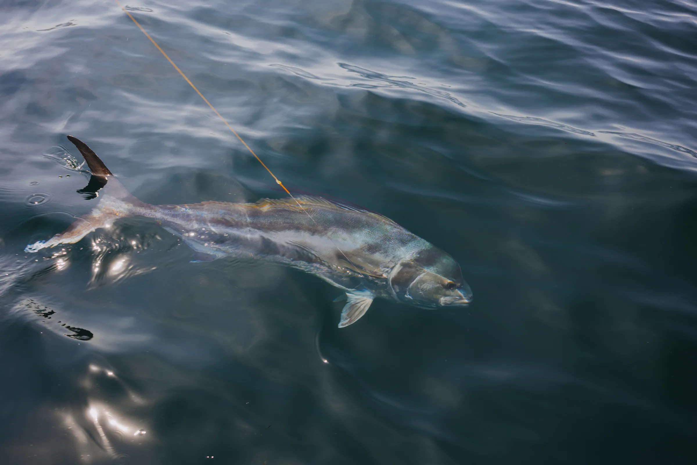 Cabo San Lucas sportfishing with Tag Cabo Sportfishing