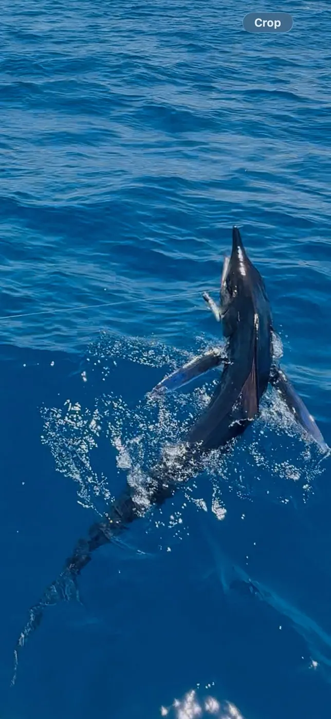 Catch photo shared by Billy Reed on their Tag Cabo Sportfishing review