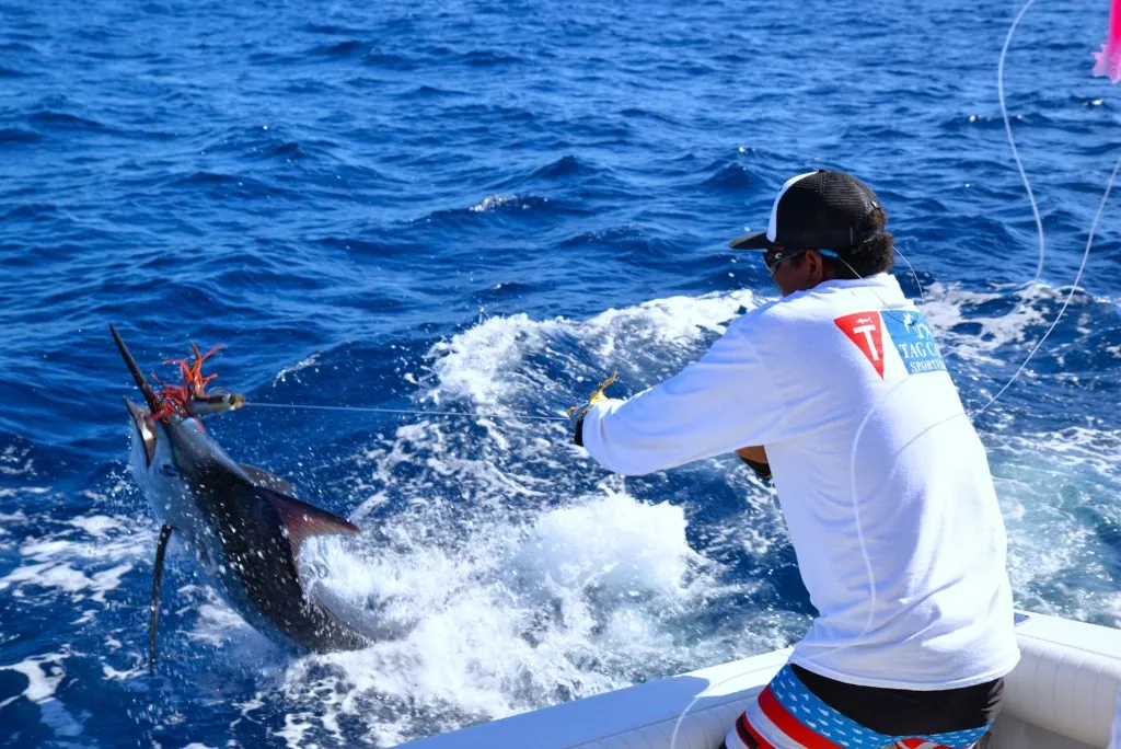 Striped Marlin Reproduction Cycle