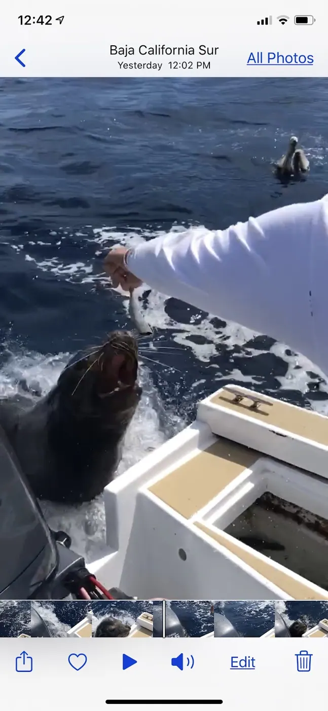Catch photo shared by Clay Sappenfield on their Tag Cabo Sportfishing review