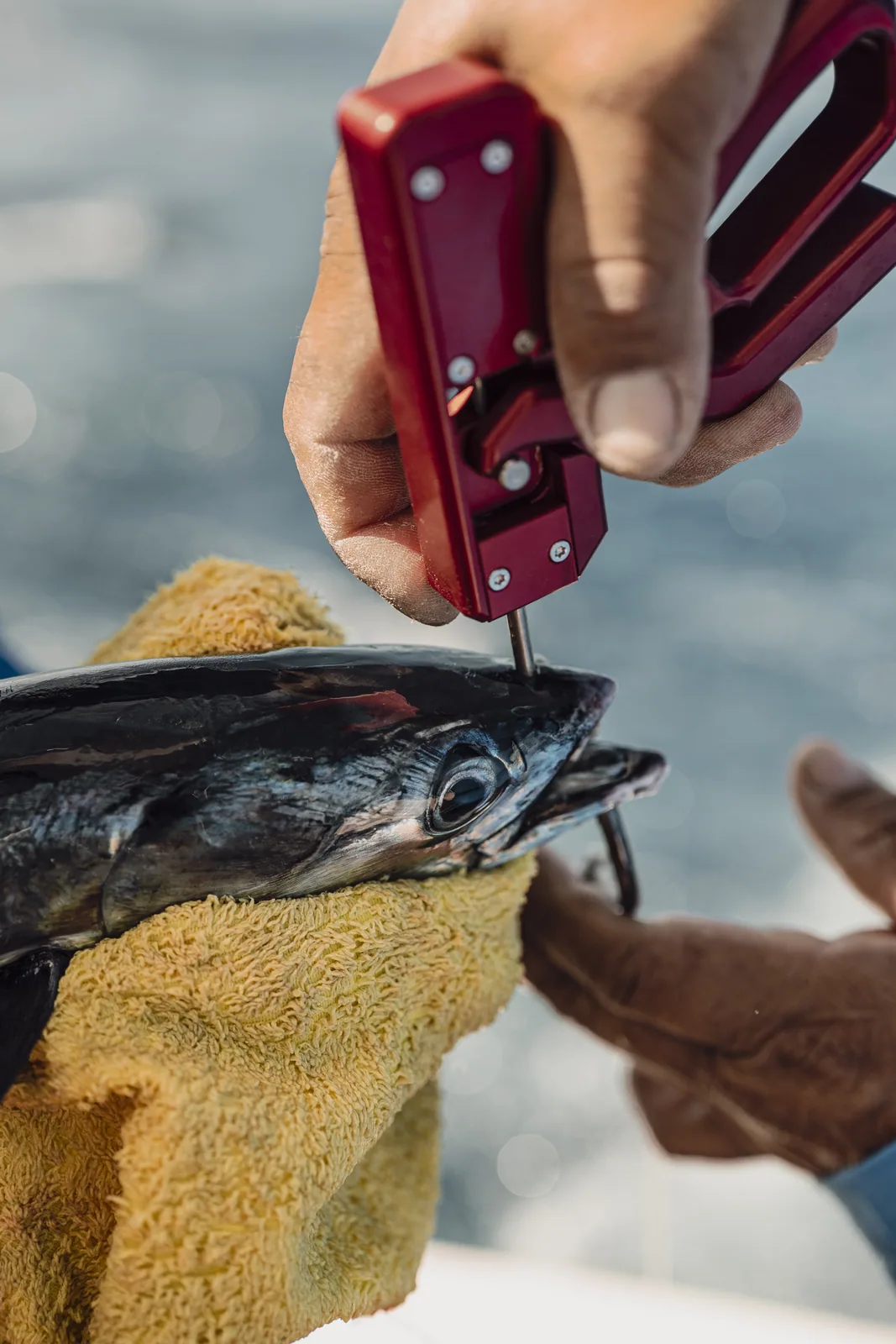 Cabo San Lucas sportfishing with Tag Cabo Sportfishing