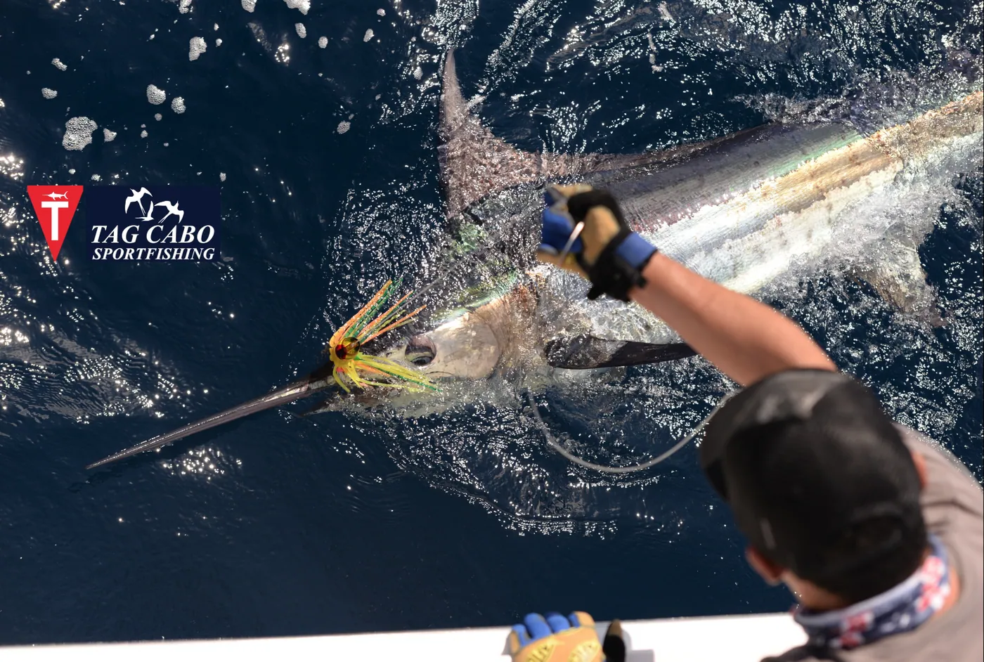 Fishing For Blue Marlin