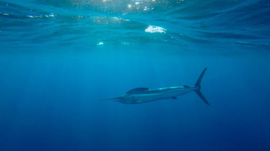 Catching Striped Marlin in La Baja California Sur: The Art of Live Bait Fishing