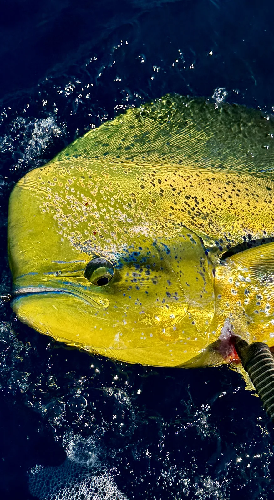 Dorado (Mahi-Mahi)