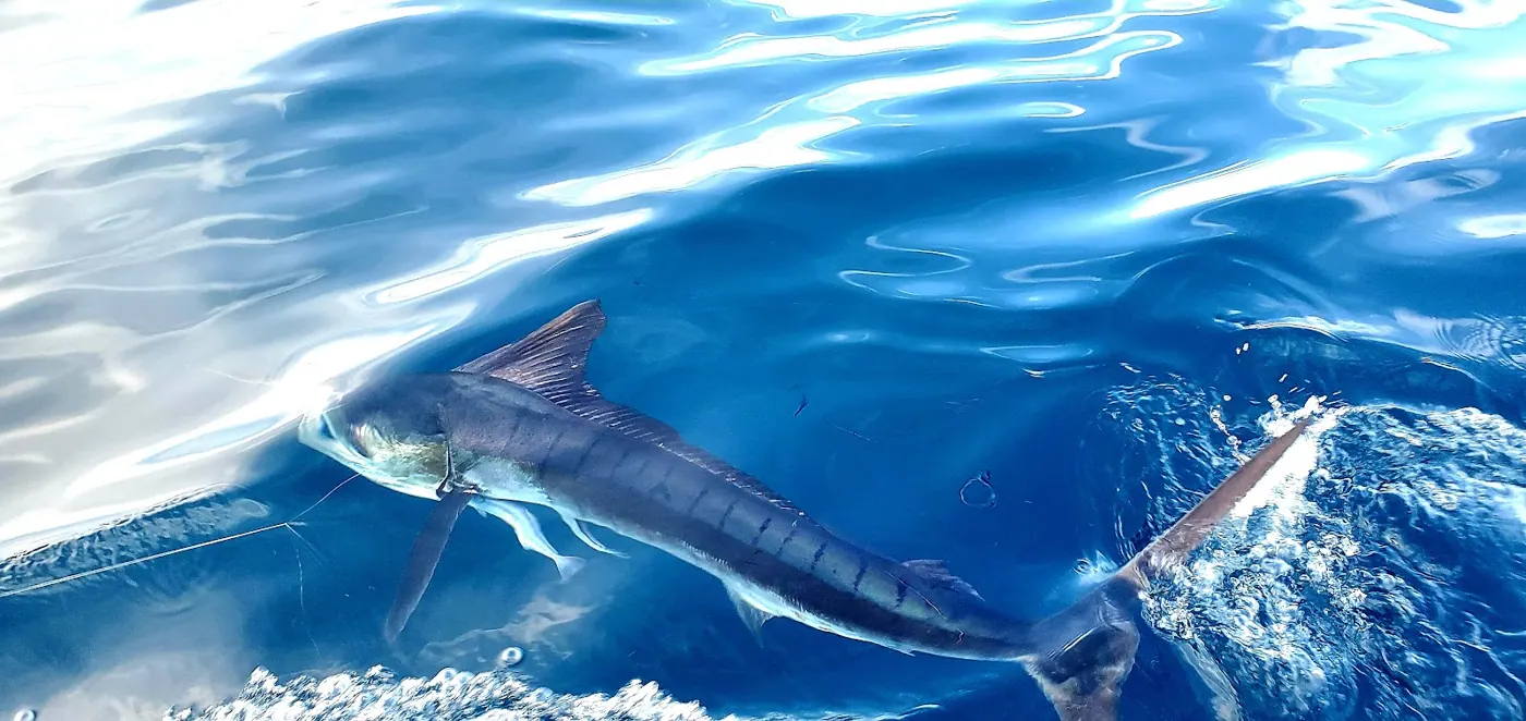 Catch photo shared by Bradley Pollmann on their Tag Cabo Sportfishing review