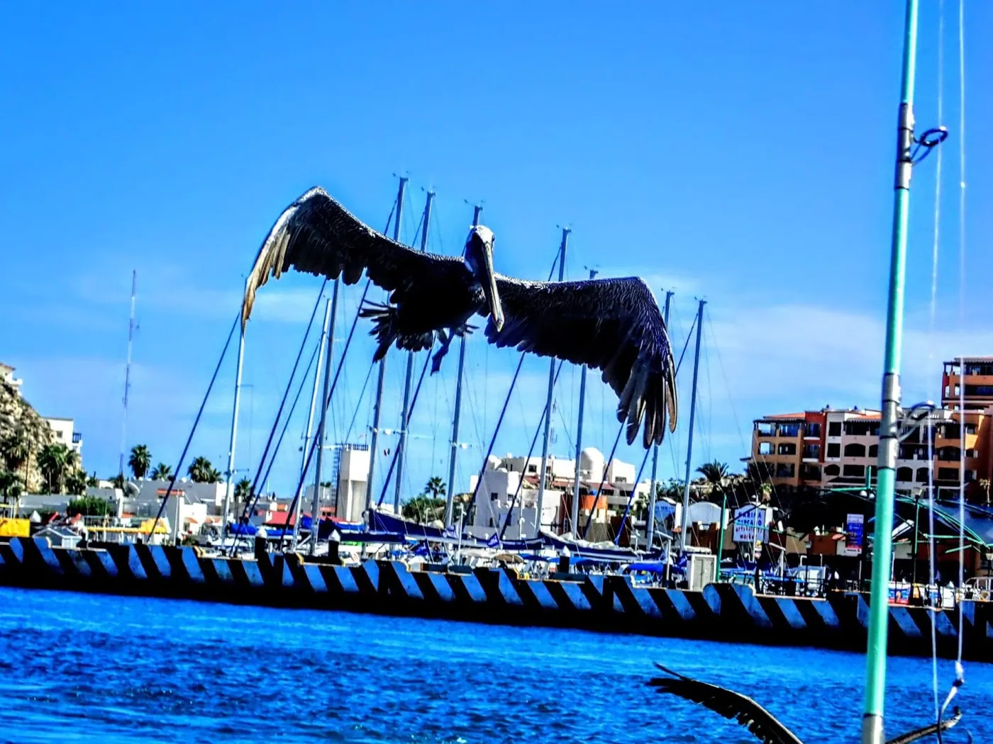 Catch photo shared by melissa Stoffel on their Tag Cabo Sportfishing review