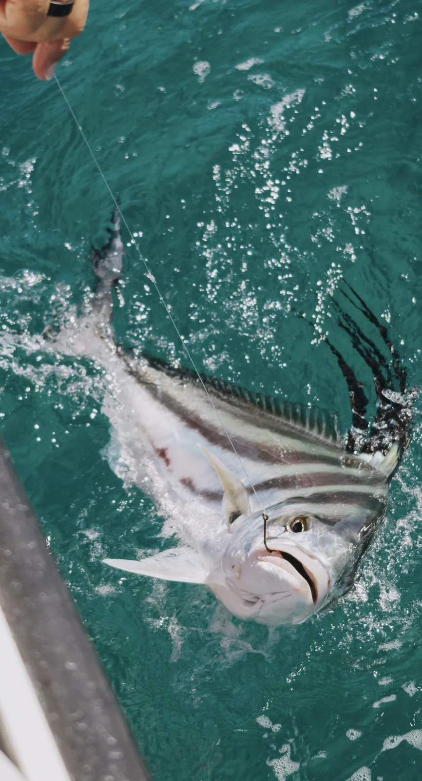 Cabo San Lucas sportfishing with Tag Cabo Sportfishing
