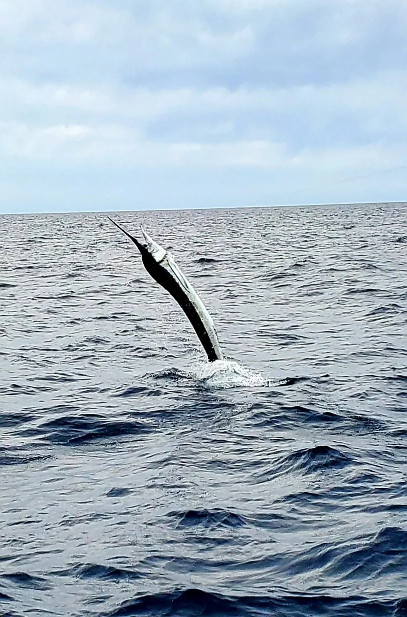 Catch photo shared by Bradley Pollmann on their Tag Cabo Sportfishing review