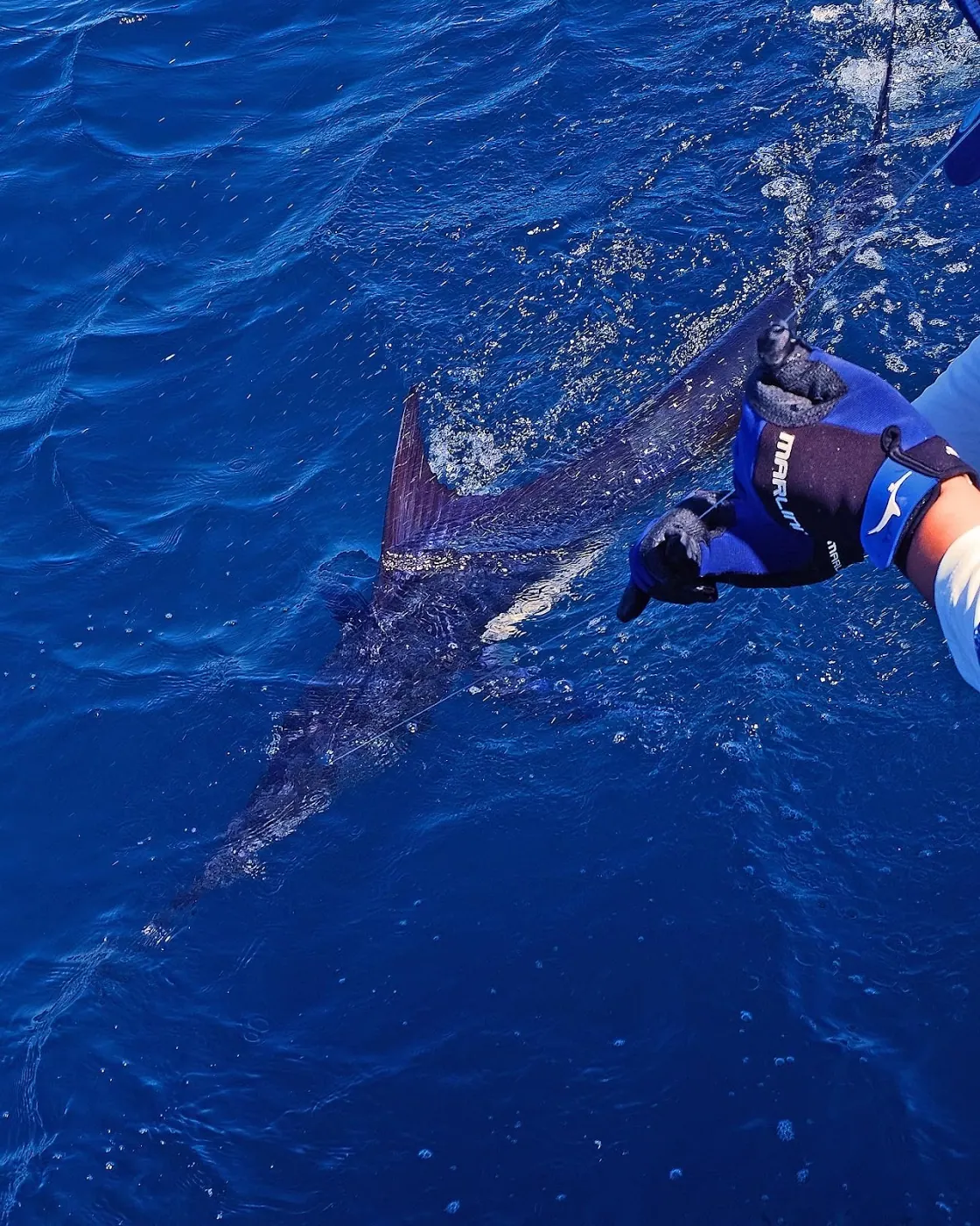 Catch photo shared by Michael Mora on their Tag Cabo Sportfishing review