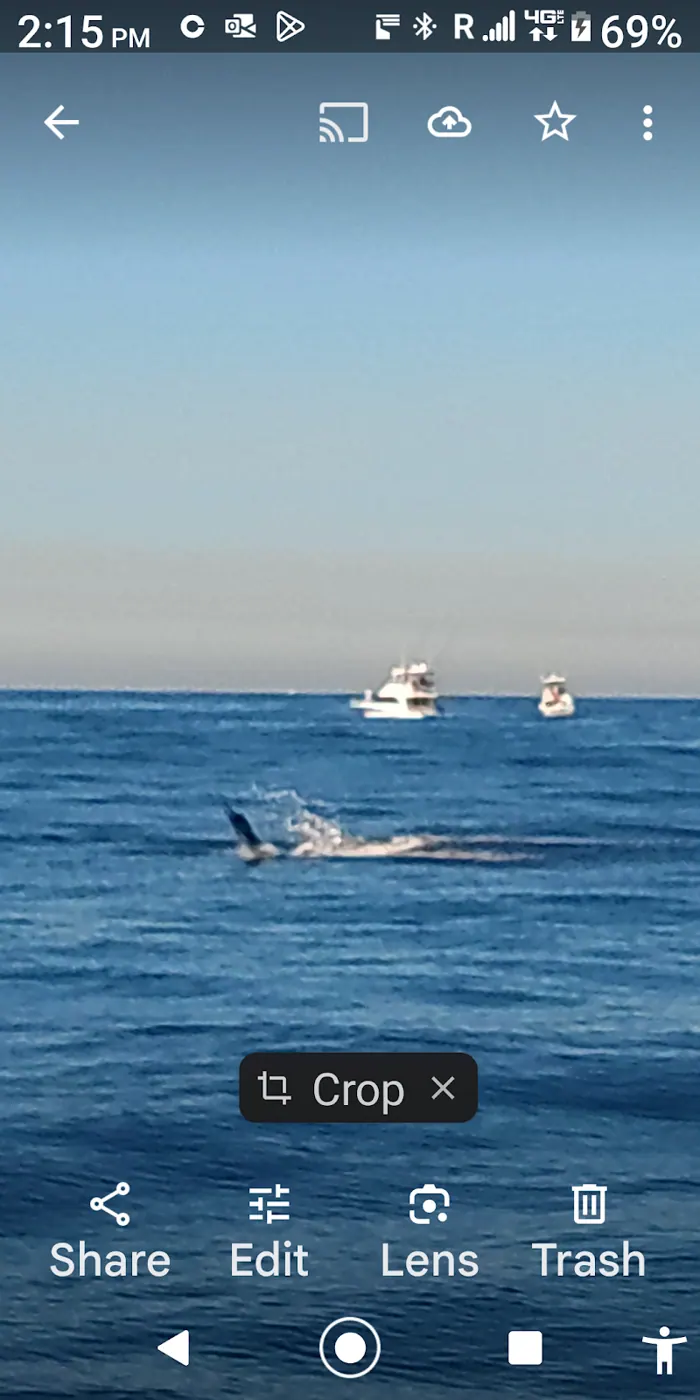 Catch photo shared by Greg Earles on their Tag Cabo Sportfishing review