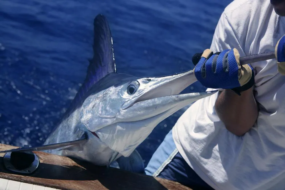 Blue Marlins Did You Know - Tagcabosportfishing