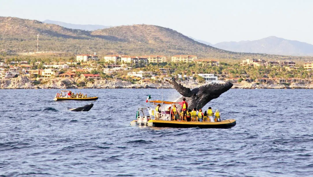 Best Fishing Spots in Cabo San Lucas —Revealed!