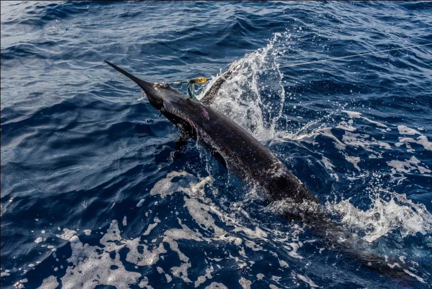 4 Types of Fishes You’ll Find in San Lucas, Cabo