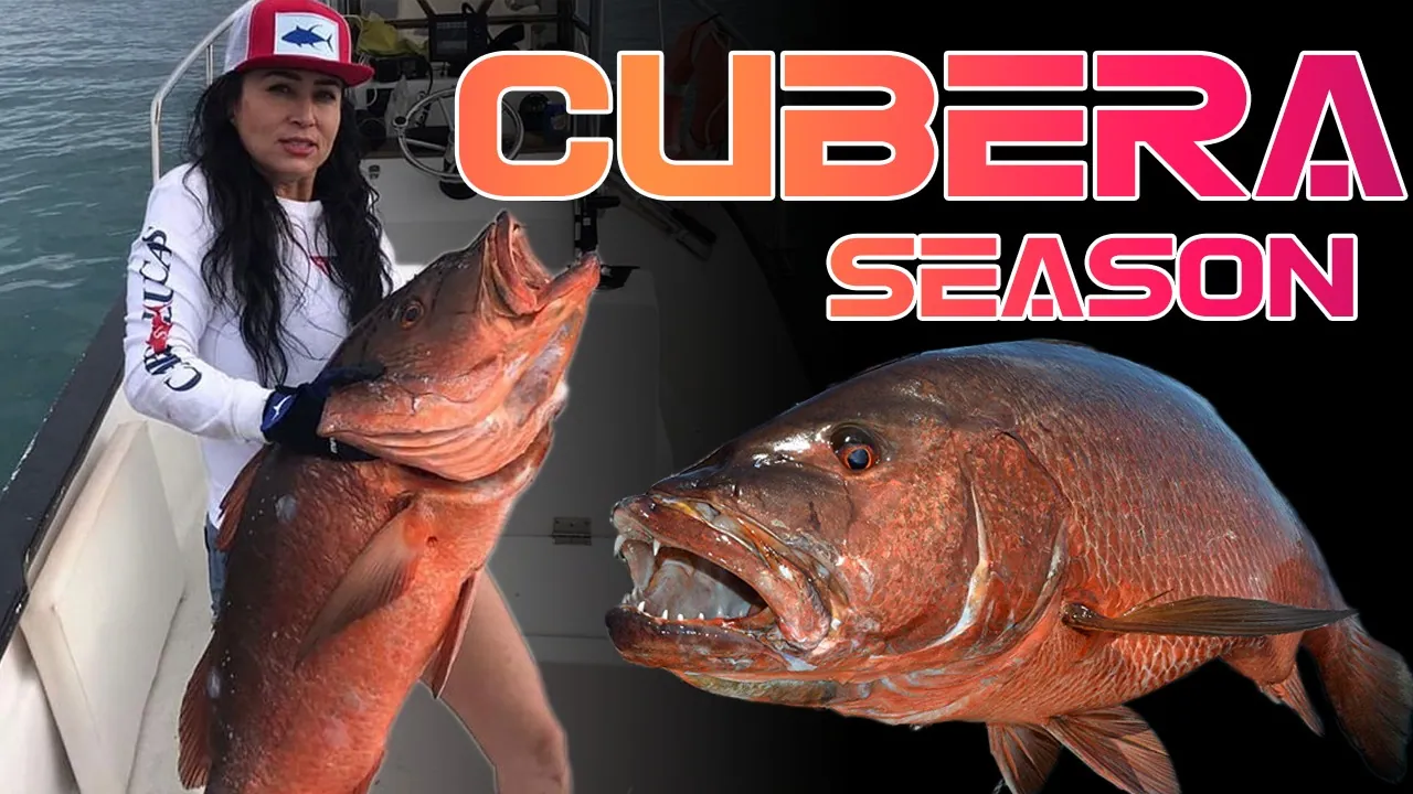 All About Cubera Snappers