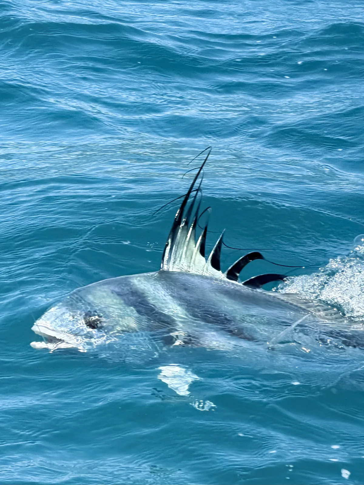 Cabo San Lucas sportfishing photo 10 with Tag Cabo Sportfishing