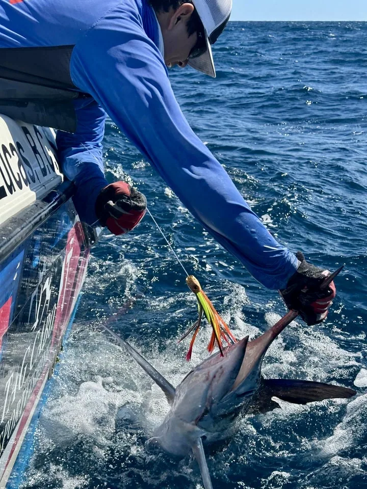 Striped Marlin