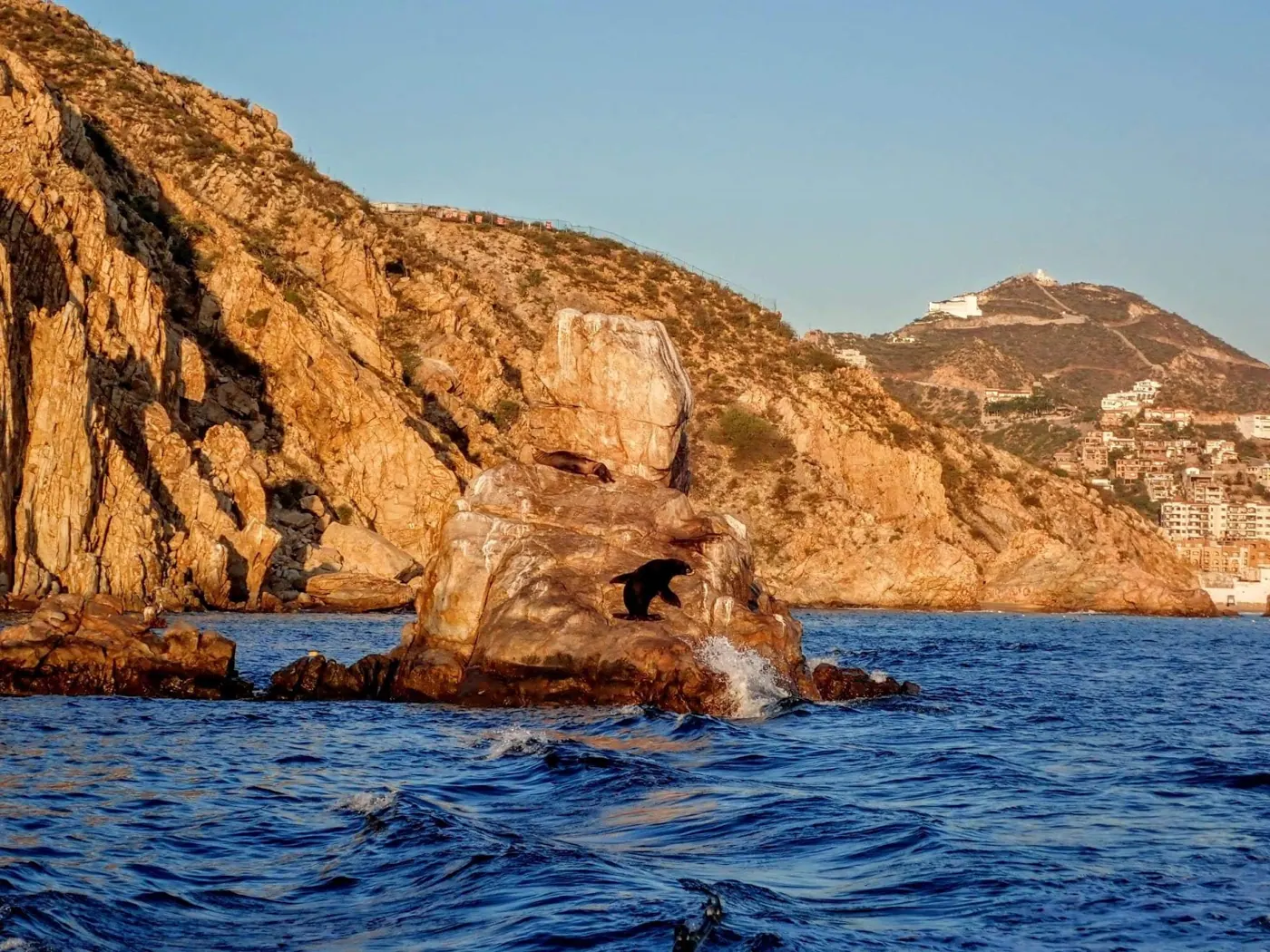 Catch photo shared by melissa Stoffel on their Tag Cabo Sportfishing review