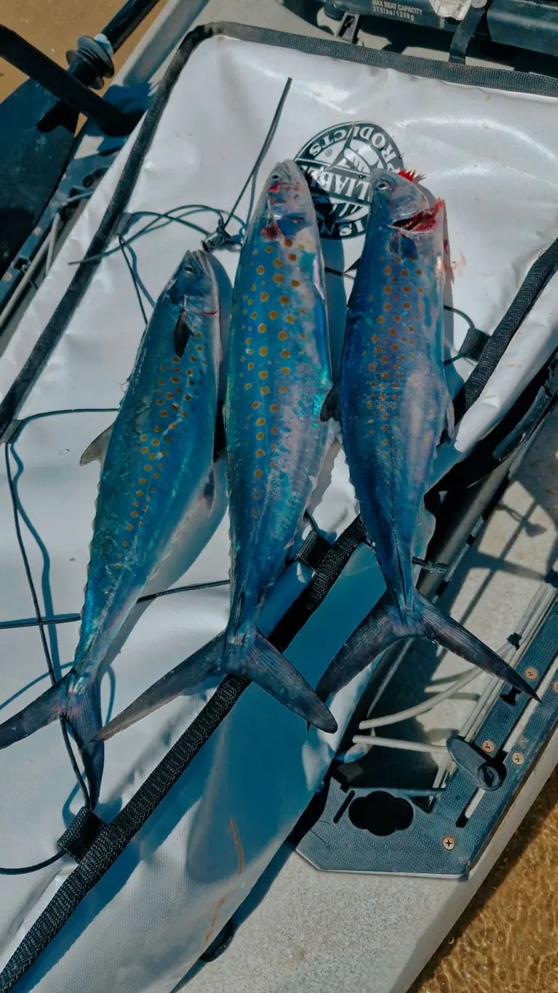 Catch photo shared by Daniel on their Tag Cabo Sportfishing review