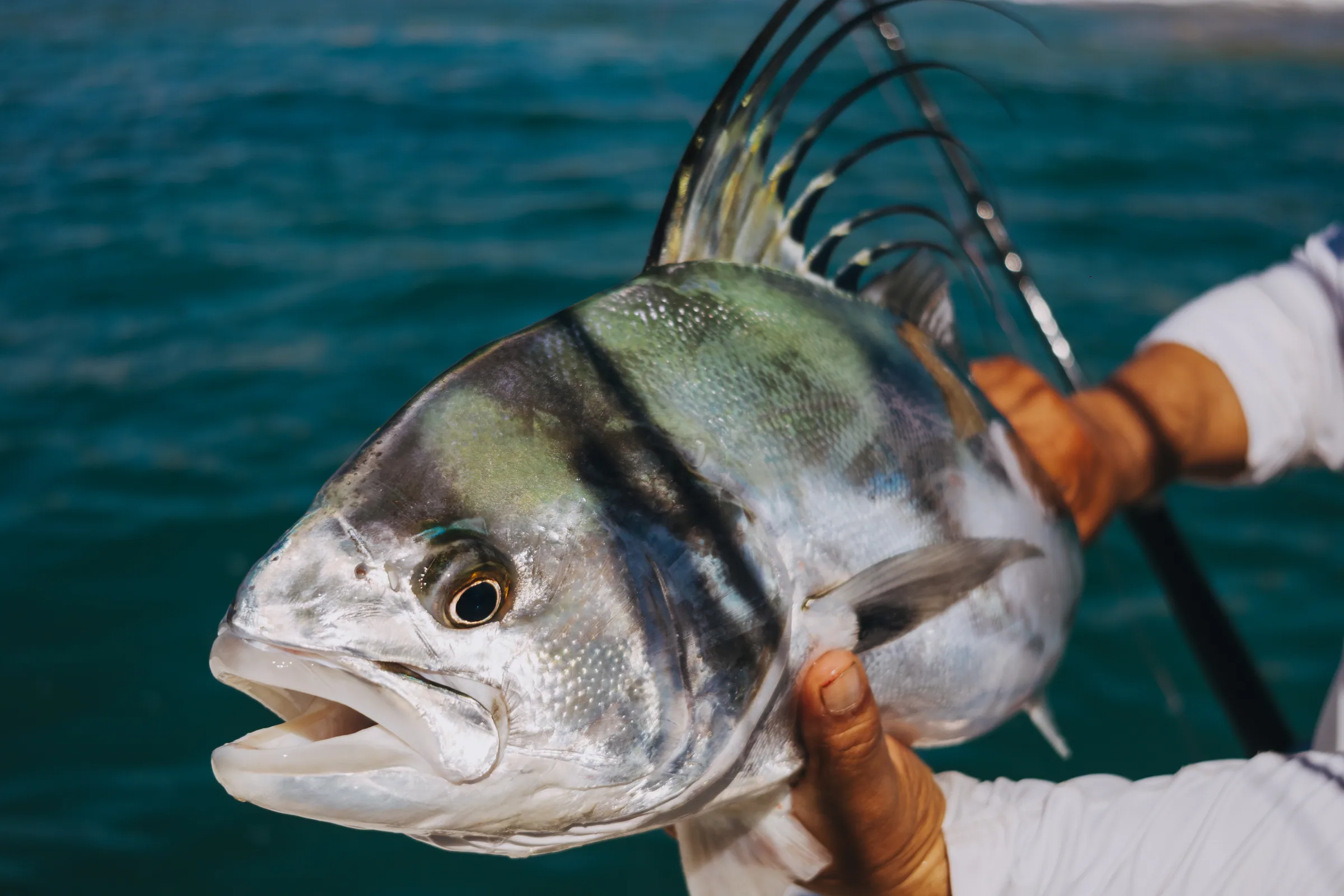 Cabo San Lucas sportfishing with Tag Cabo Sportfishing
