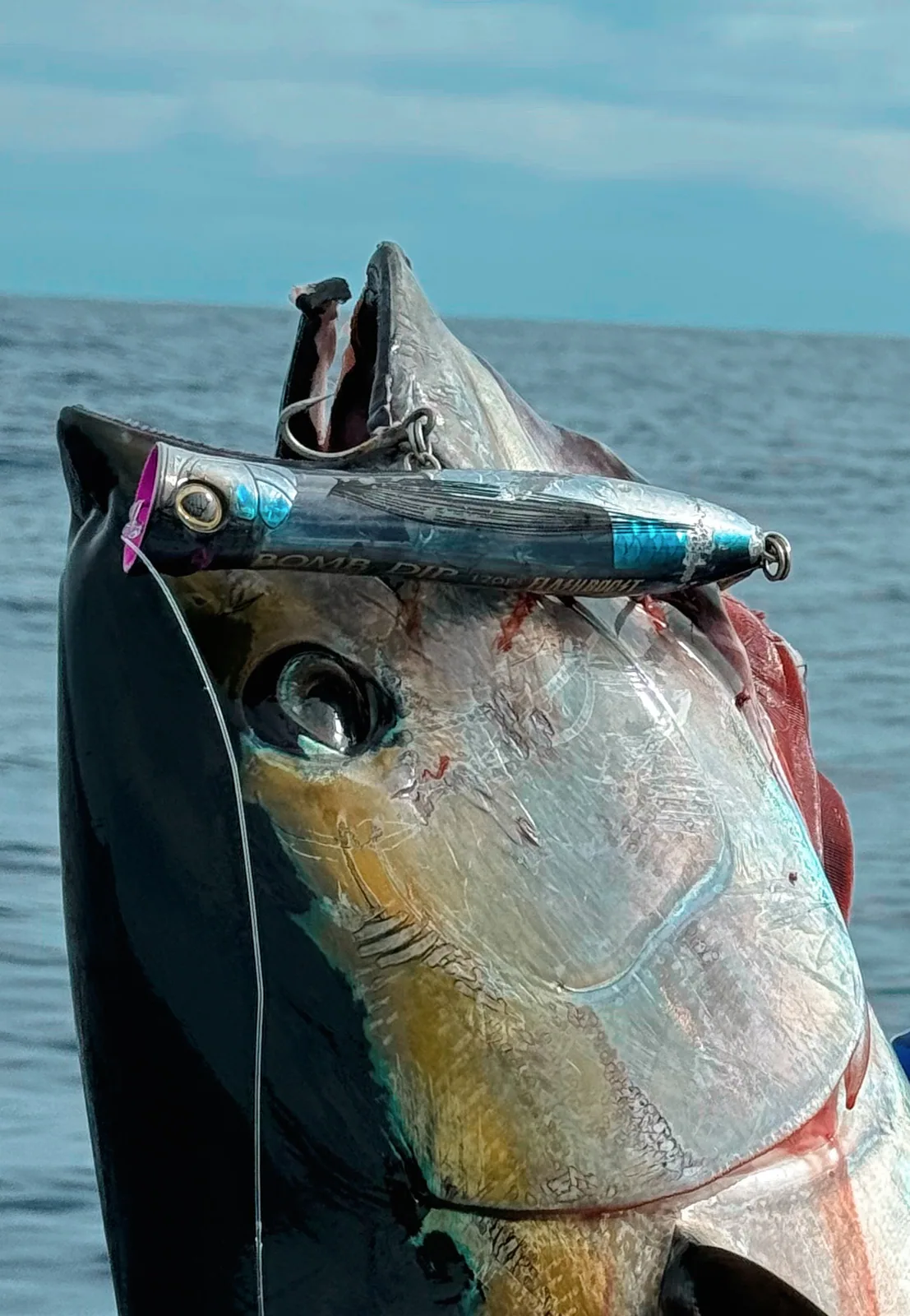 Cabo San Lucas sportfishing with Tag Cabo Sportfishing