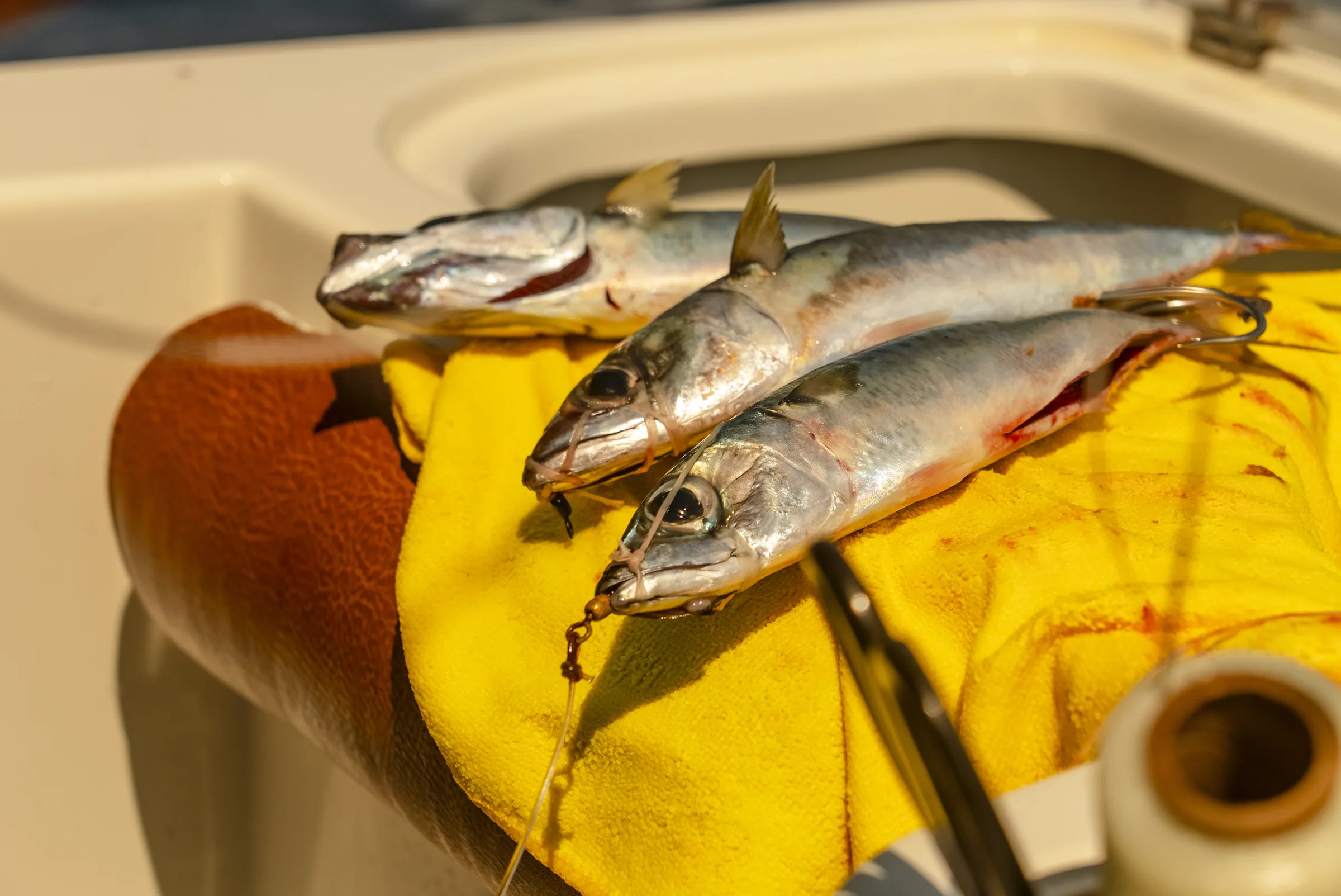 Cabo San Lucas sportfishing with Tag Cabo Sportfishing