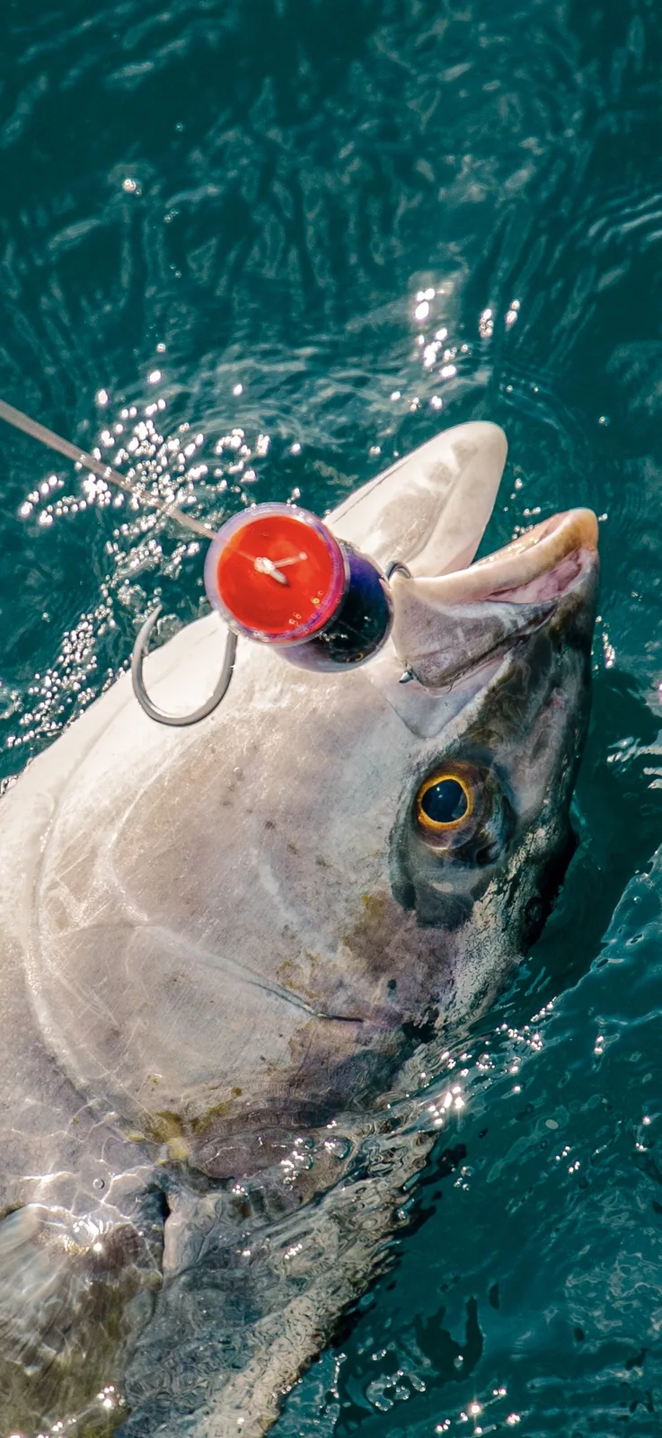 Cabo San Lucas sportfishing with Tag Cabo Sportfishing