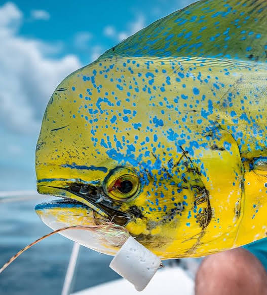Dorado (Mahi-Mahi)