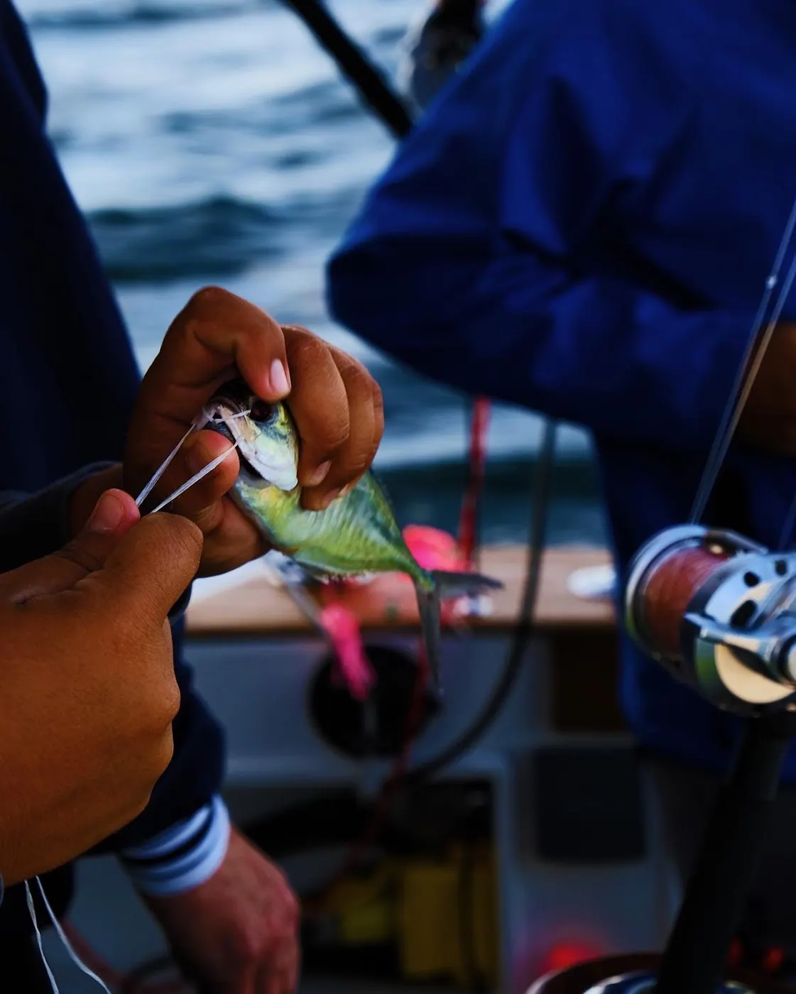 Catch photo shared by Michael Mora on their Tag Cabo Sportfishing review