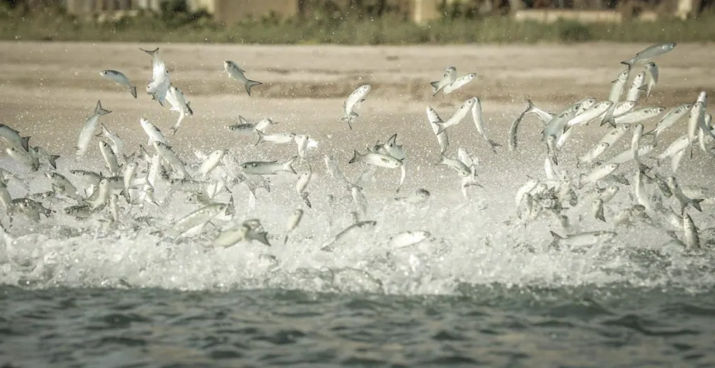 Roosters at Sunset: The Summer Mullet Dance in Cabo San Lucas