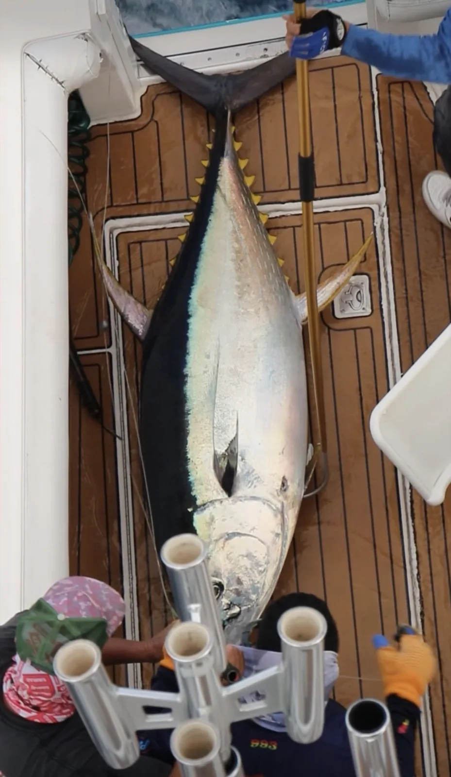 Cabo San Lucas sportfishing with Tag Cabo Sportfishing
