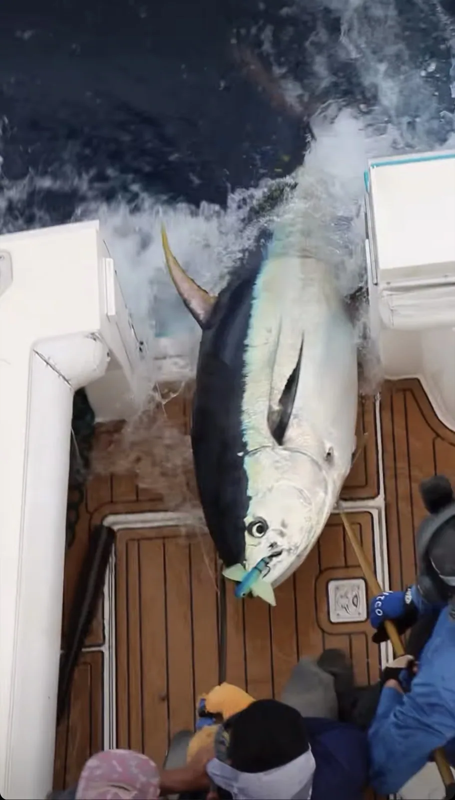 Cabo San Lucas sportfishing with Tag Cabo Sportfishing