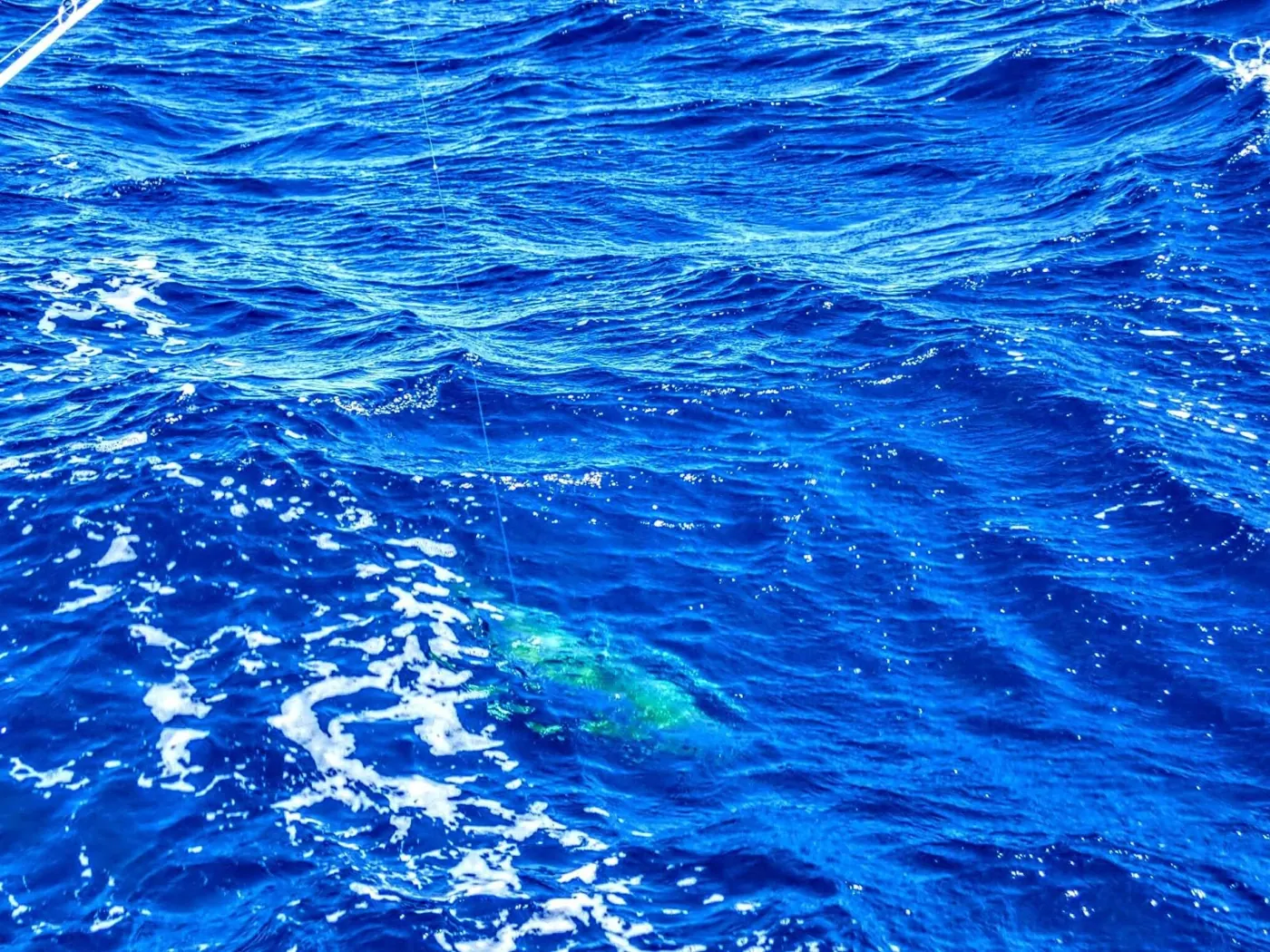 Catch photo shared by melissa Stoffel on their Tag Cabo Sportfishing review
