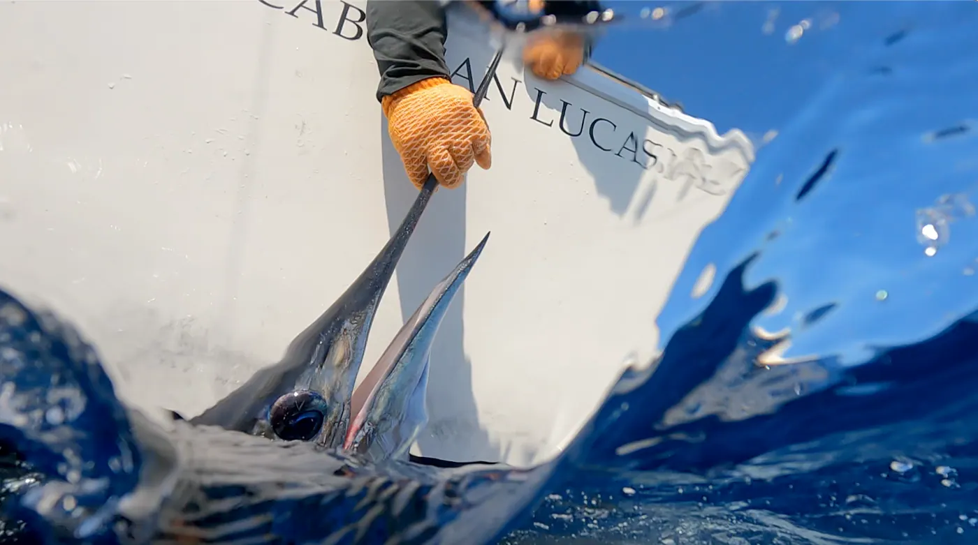 Catch photo shared by Keith Lusher Jr on their Tag Cabo Sportfishing review