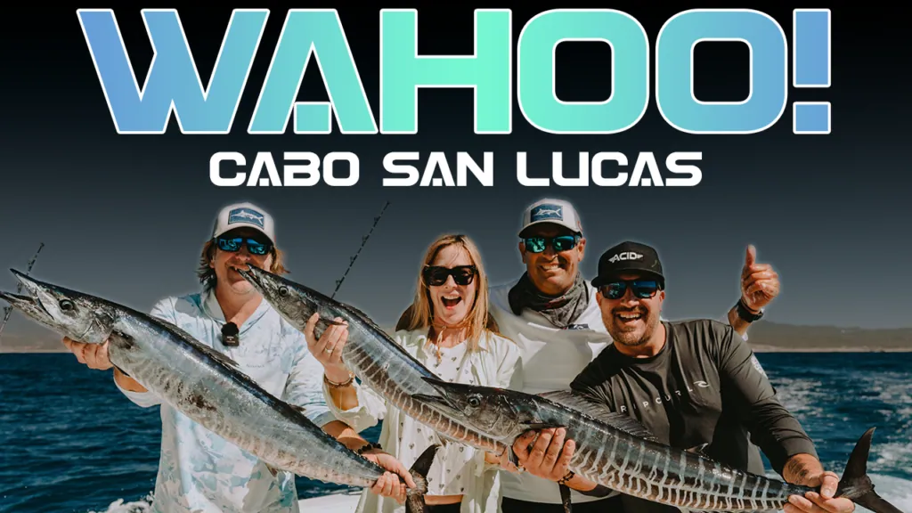 wahoo fishing in Cabo San LucasAs of October 15, 2020, the International Game Fish Association world record stood at 83.5 kg (184 lbs) with the fish caught in coastal waters off Cabo San Lucas, Baja California Sur, in July 2005.