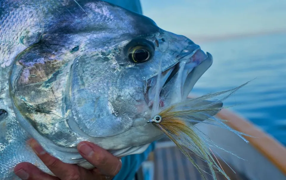 Cabo San Lucas sportfishing with Tag Cabo Sportfishing