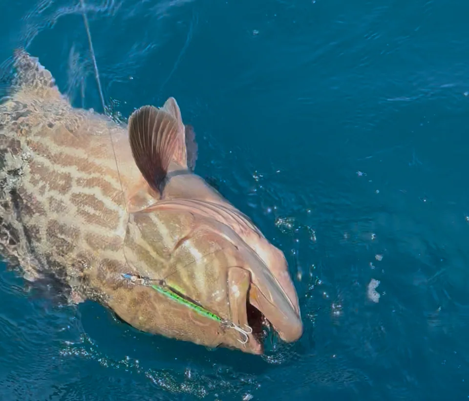 Cabo San Lucas sportfishing with Tag Cabo Sportfishing