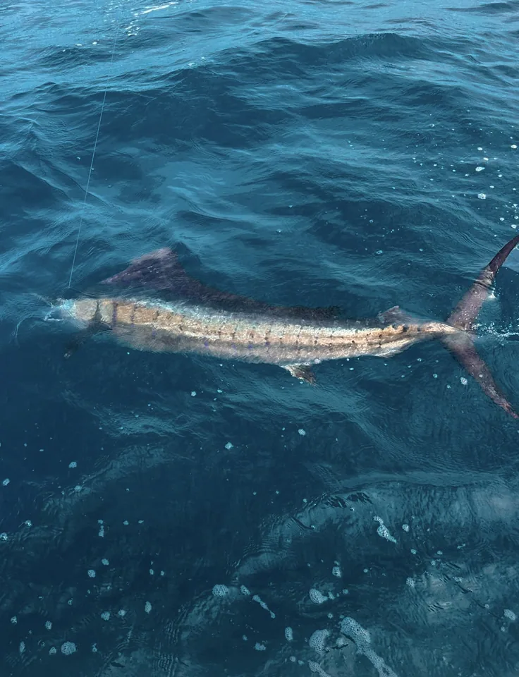 Striped Marlin