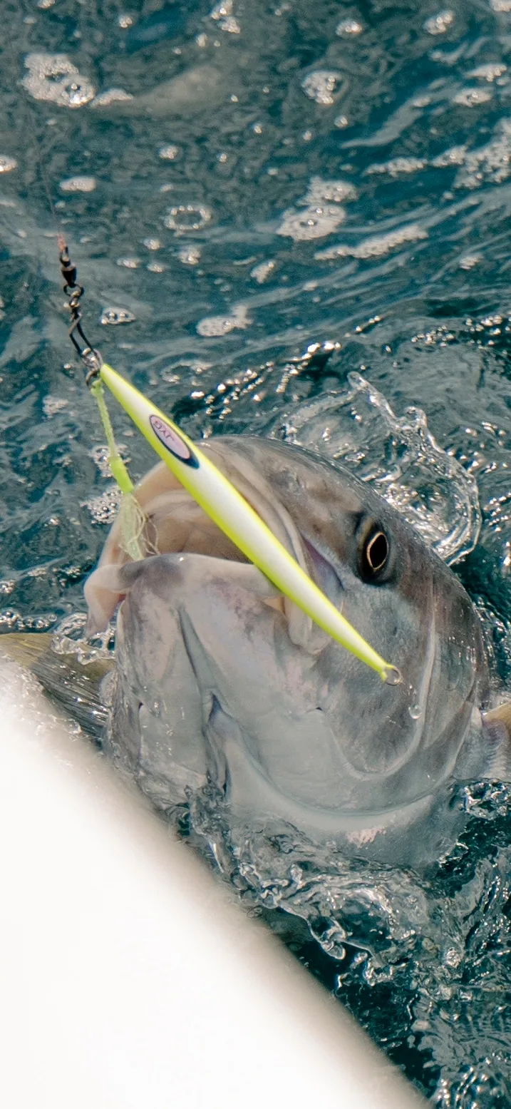 Cabo San Lucas sportfishing with Tag Cabo Sportfishing
