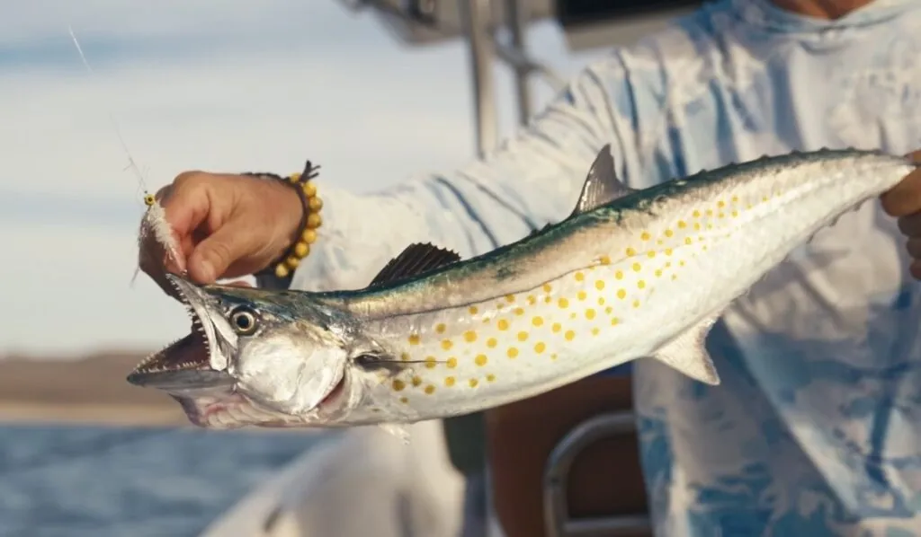 Top 10 Saltwater Fly Fishing Blogs