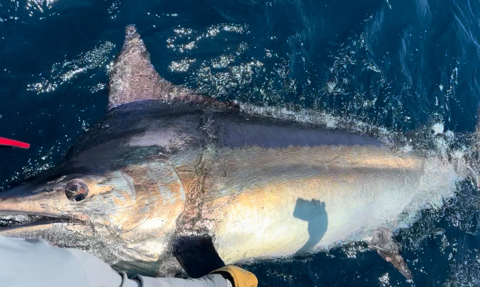 Blue & Black Marlin fishing in Cabo San Lucas