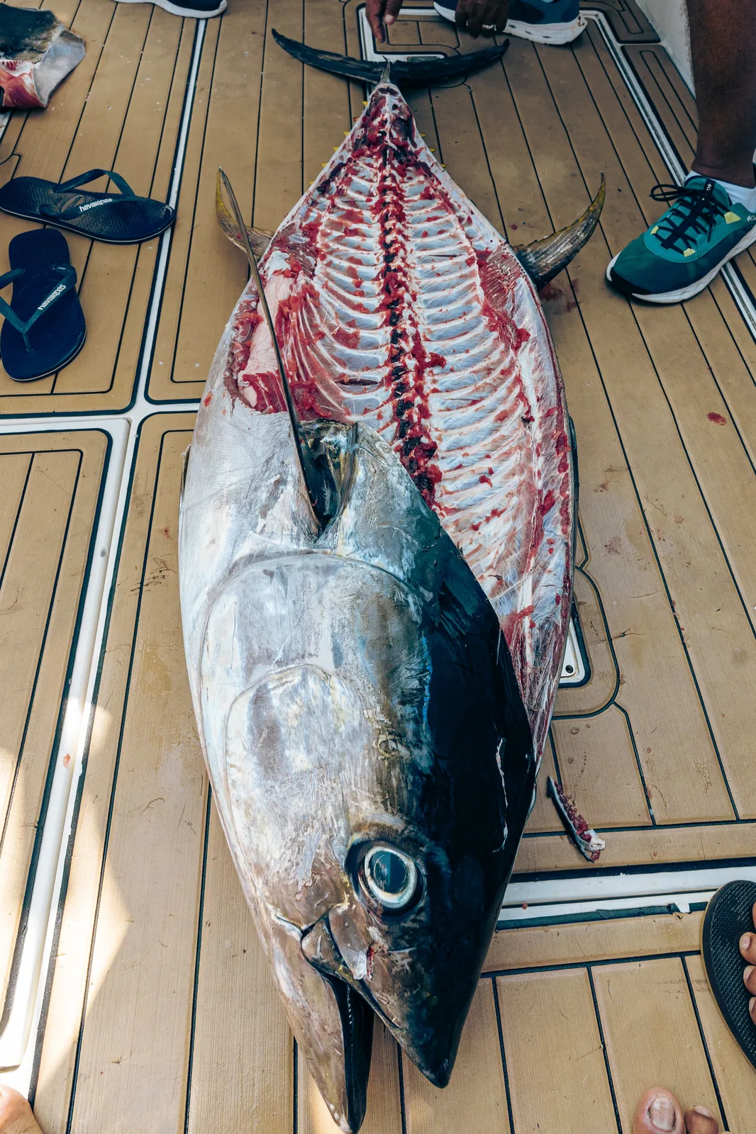 Cabo San Lucas sportfishing with Tag Cabo Sportfishing