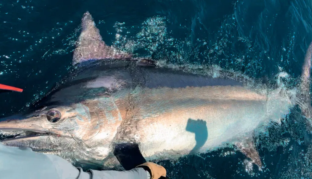 Cabo San Lucas Marlin Fishing Guide